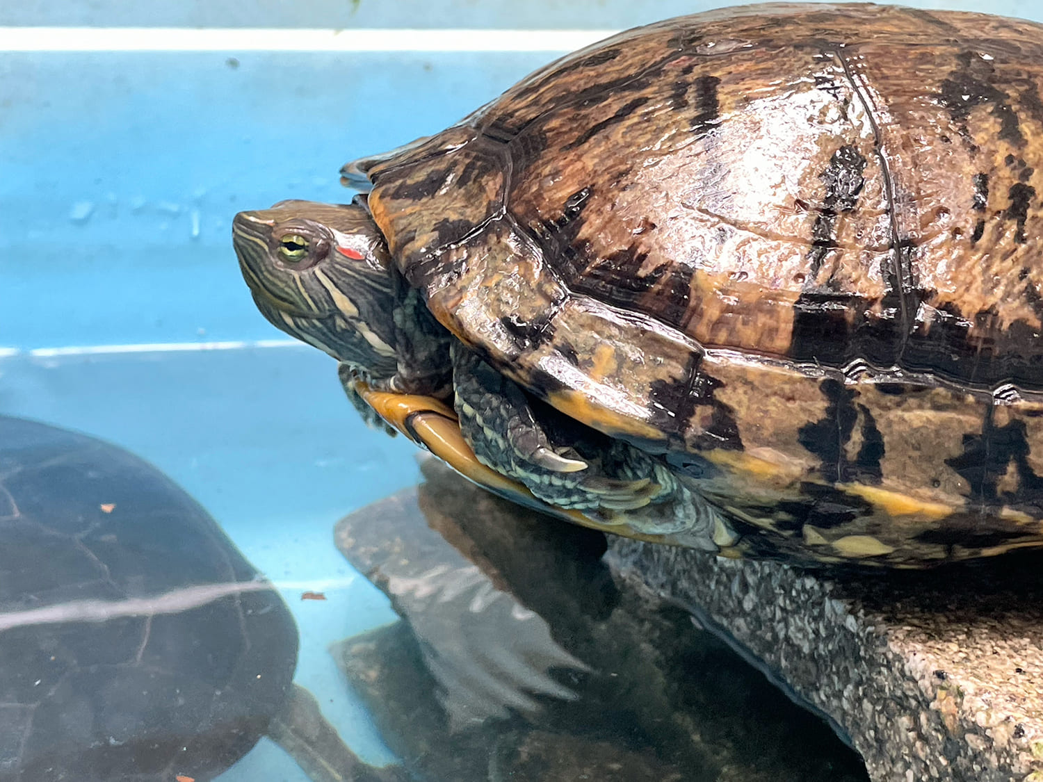 ミシシッピアカミミガメ