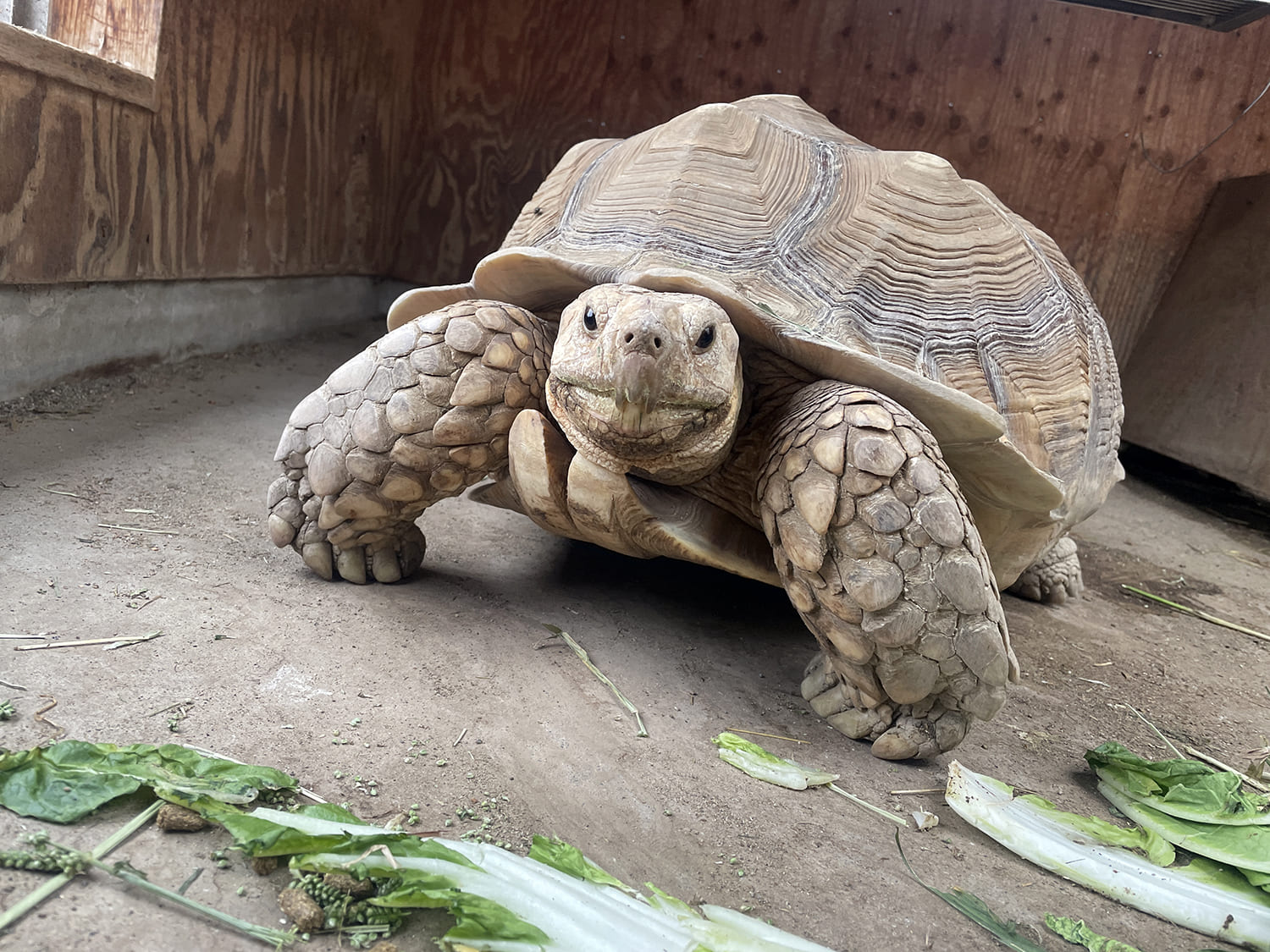 ケヅメリクガメ