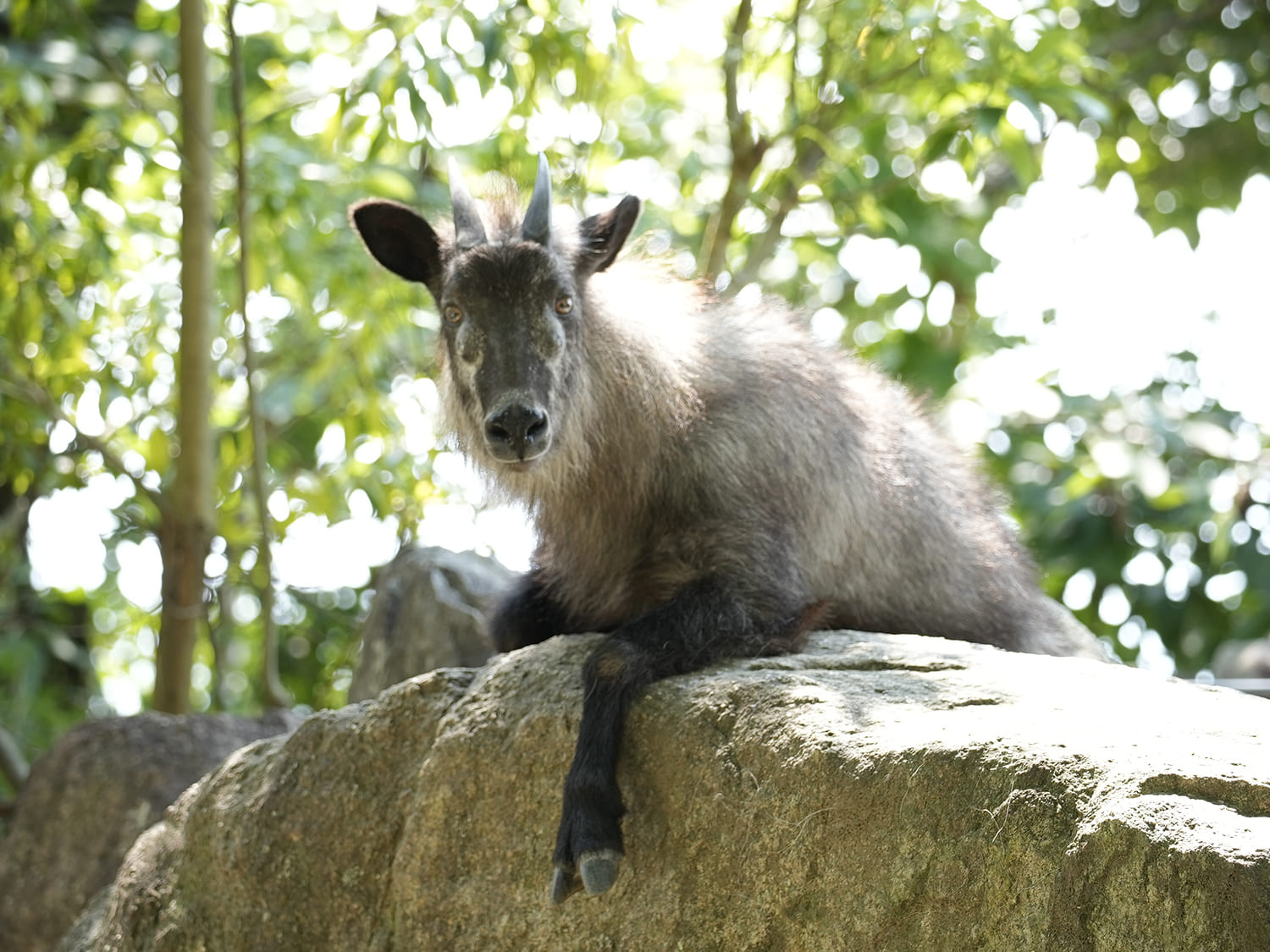 ニホンカモシカ