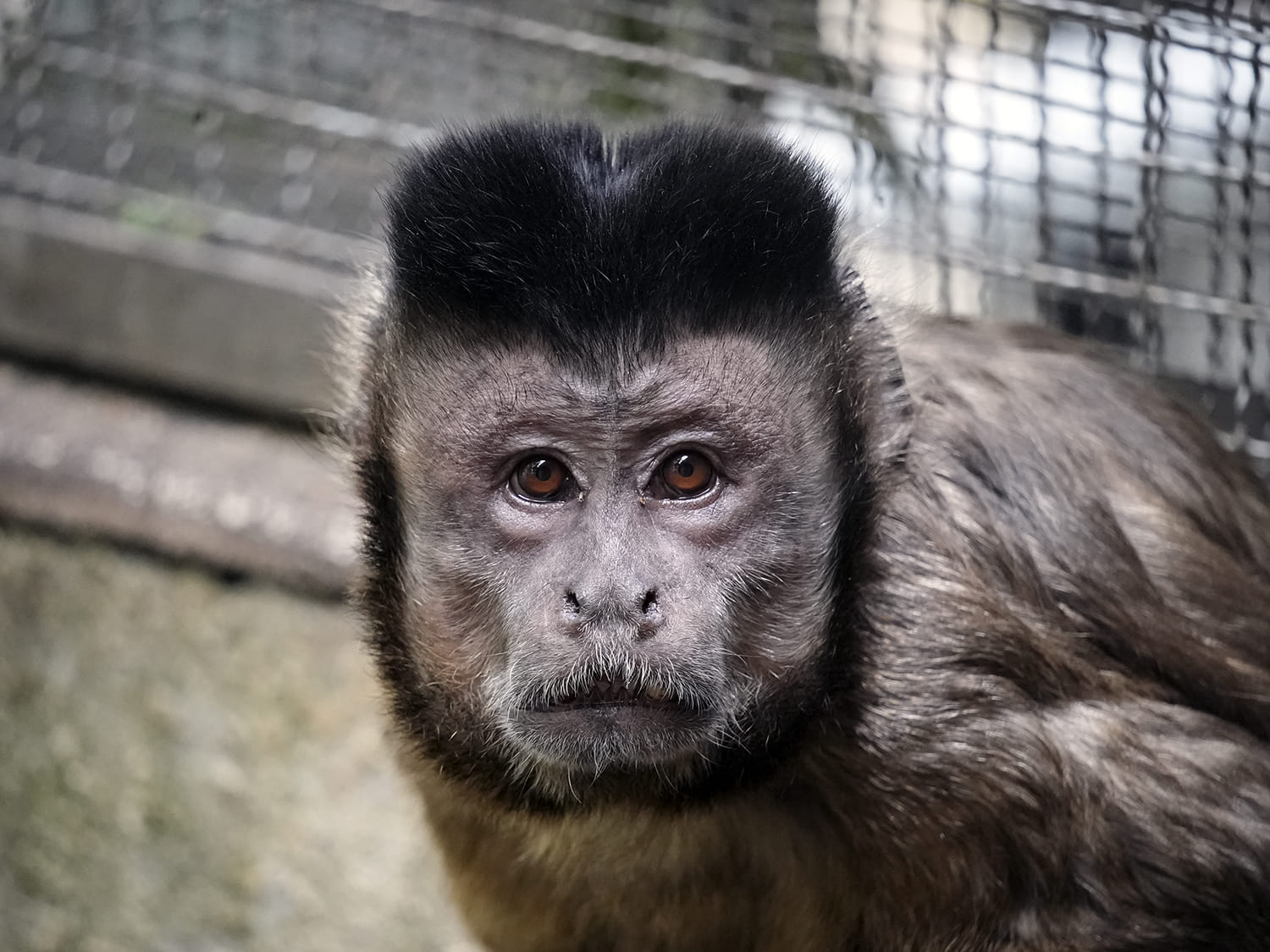 フサオマキザル