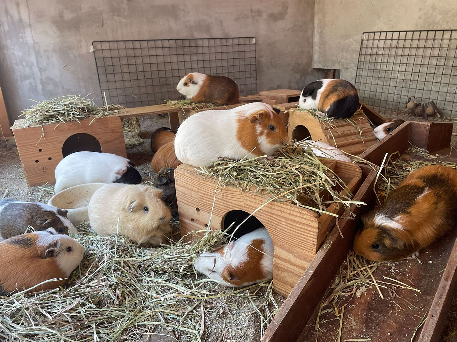 テンジクネズミ(モルモット)