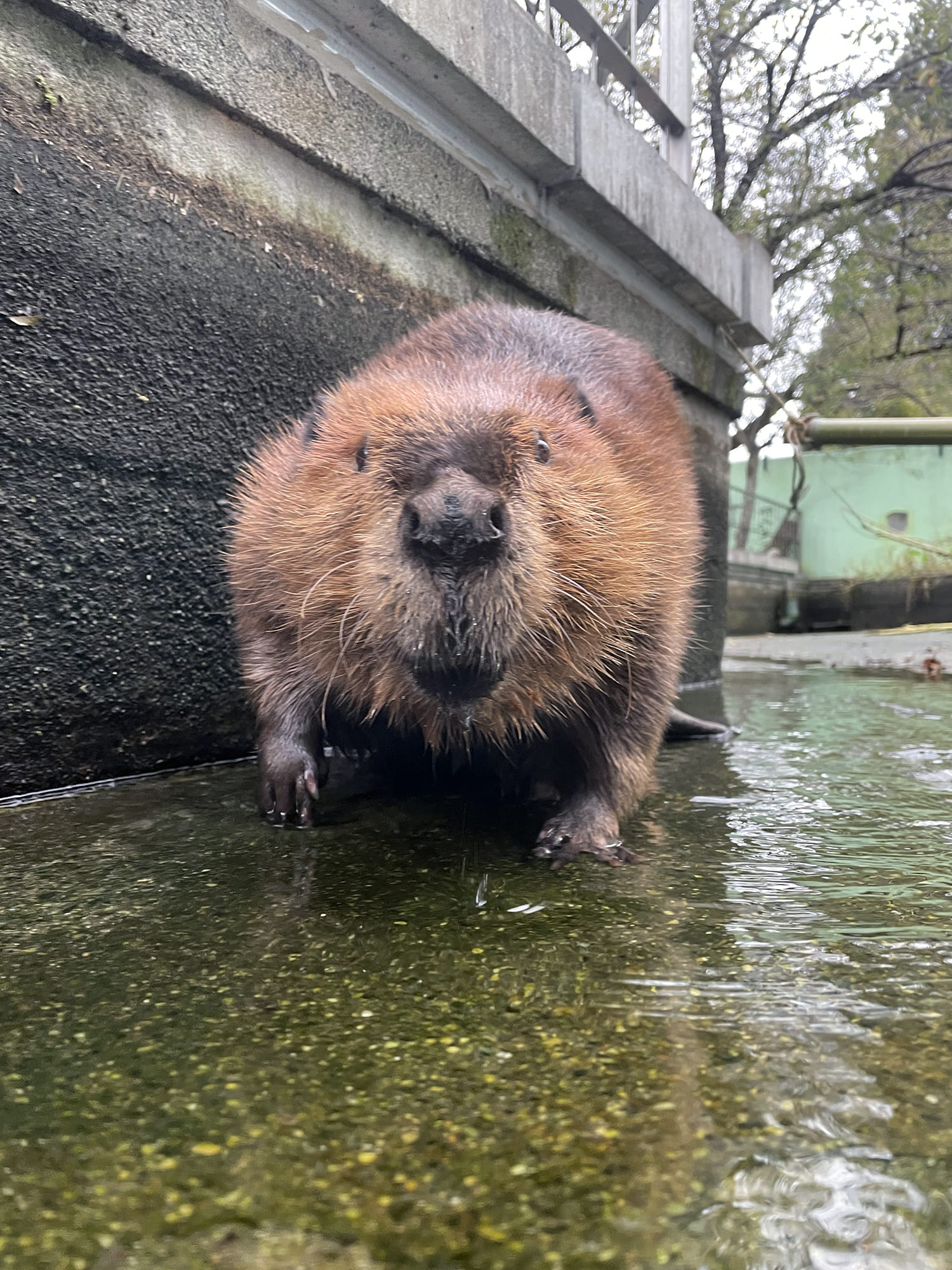 アメリカビーバー