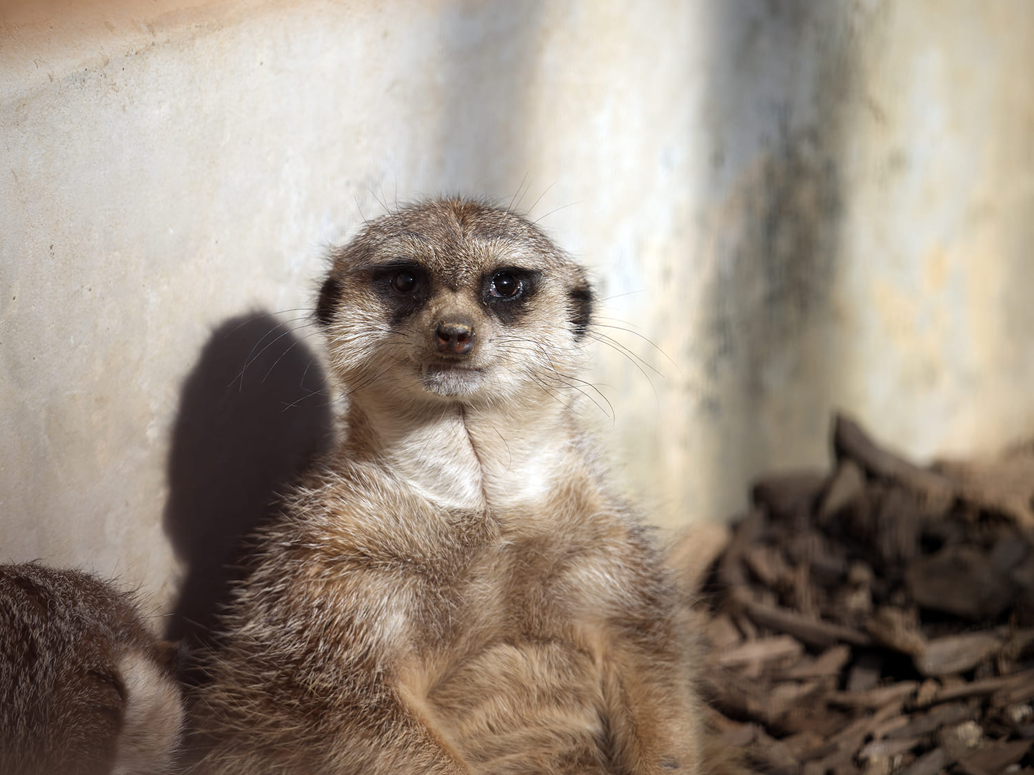 ミーアキャット