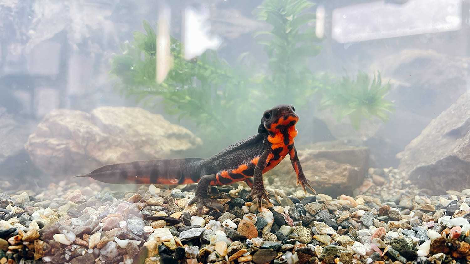 アカハライモリ