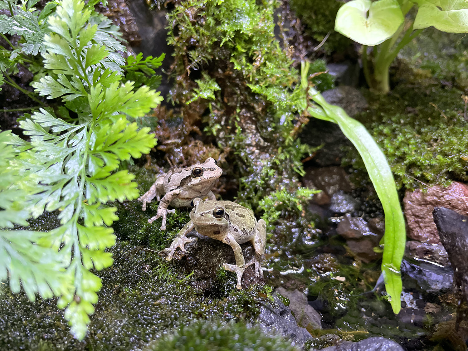 ヒガシニホンアマガエル