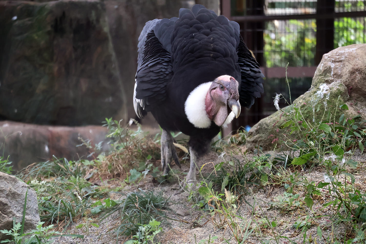 アンデスコンドル