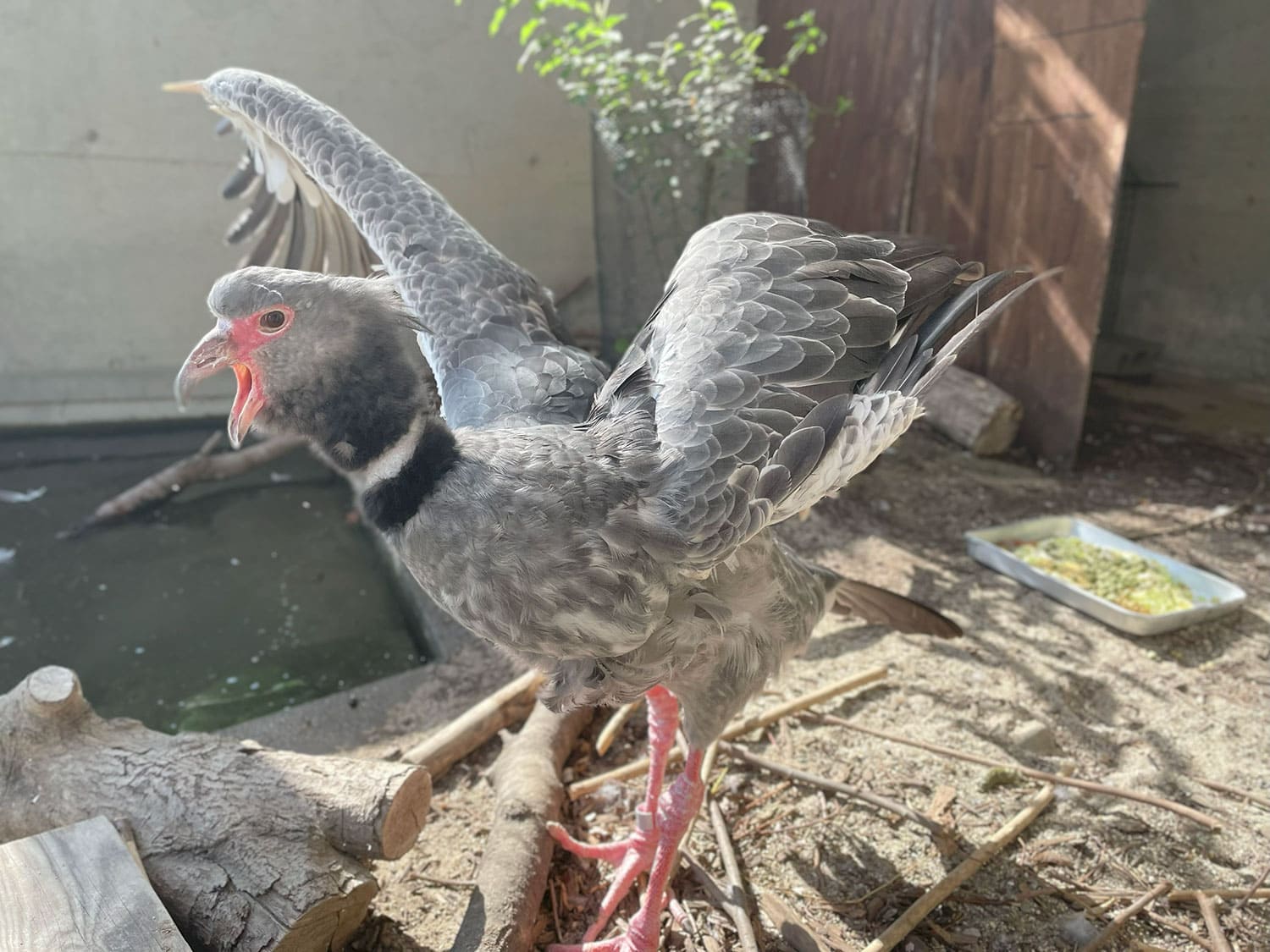 カンムリサケビドリ