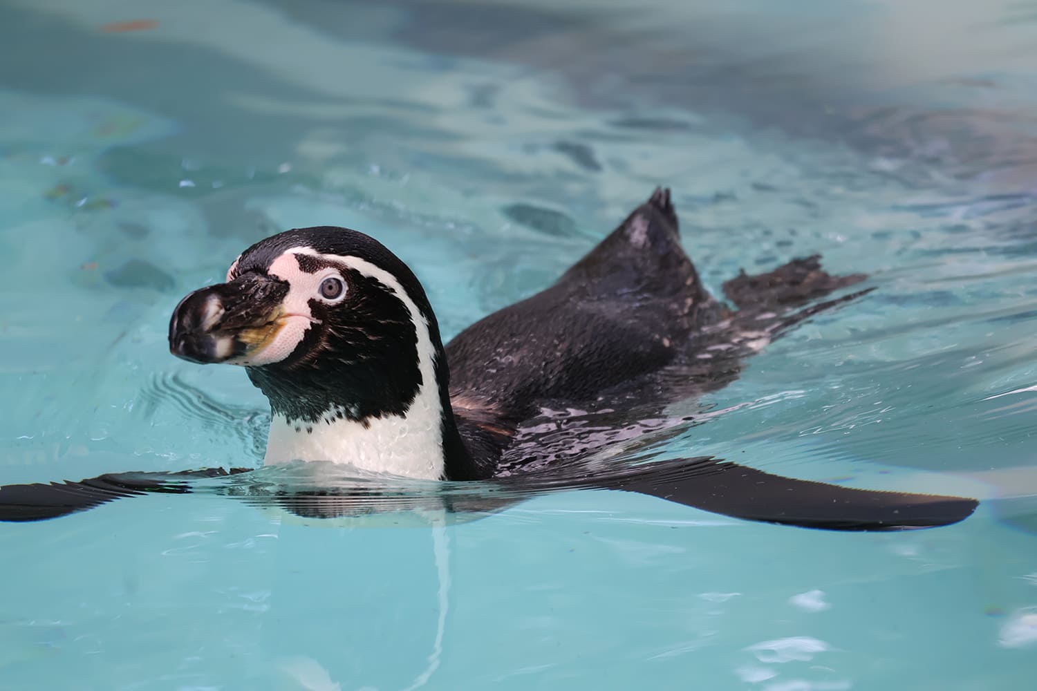 フンボルトペンギン