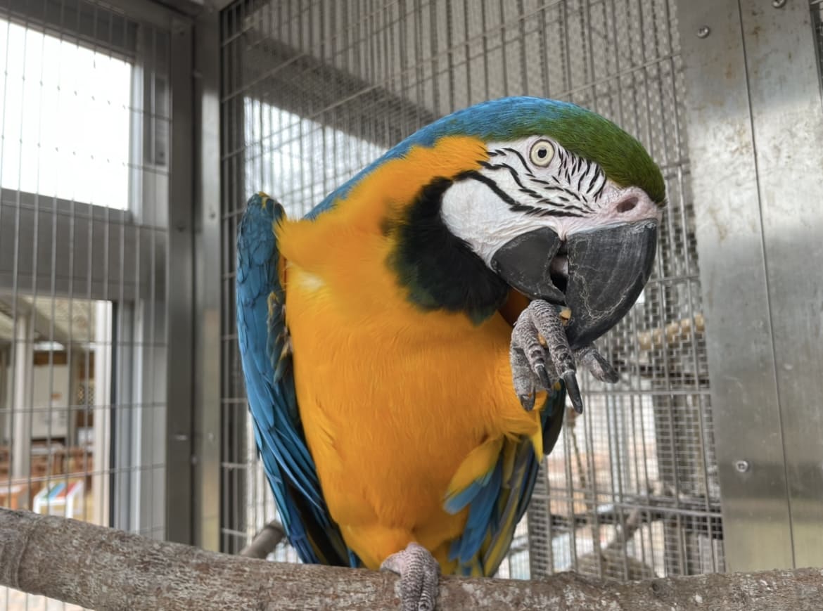 ルリコンゴウインコ