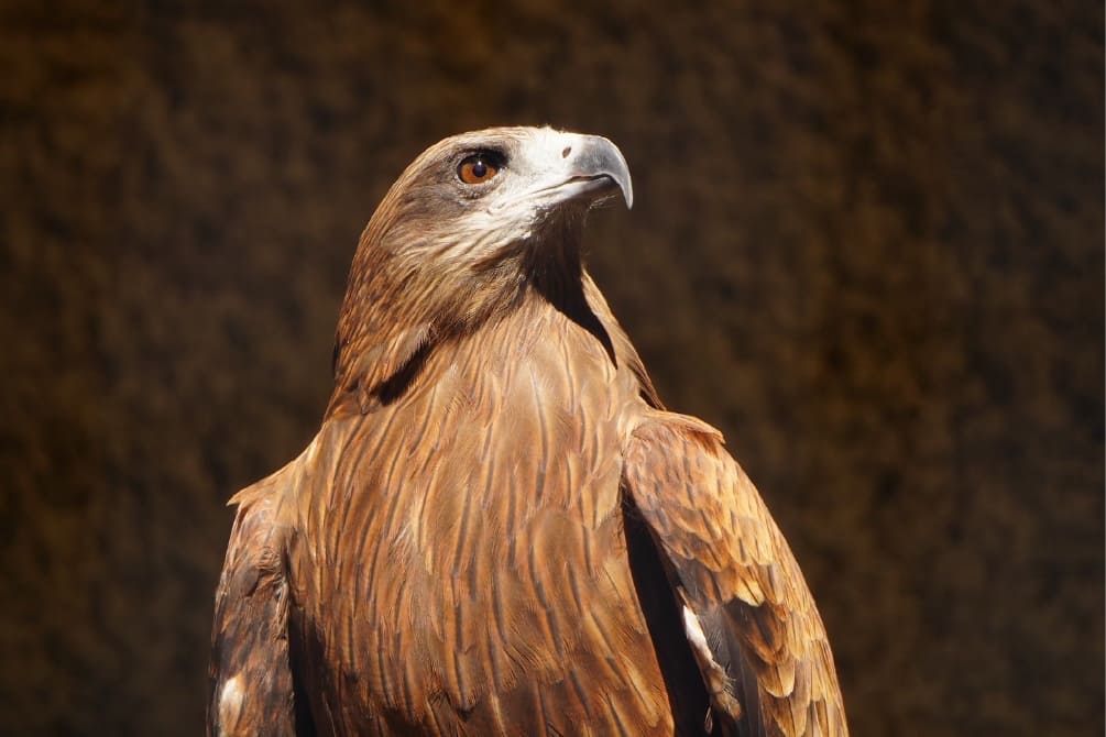 ミュラーテナガザル