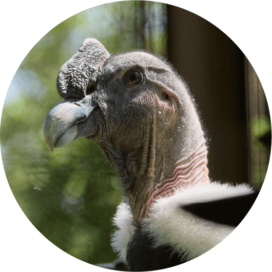 動物園の取り組み