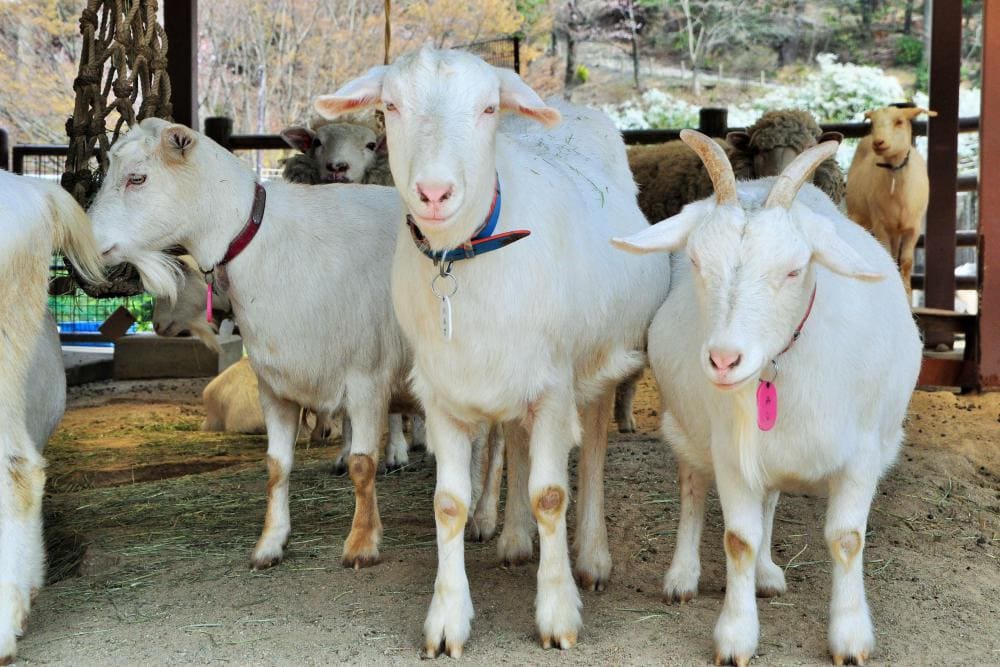 ヤギが仲間入り！！